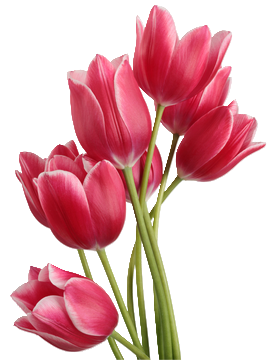 tulipes04.png